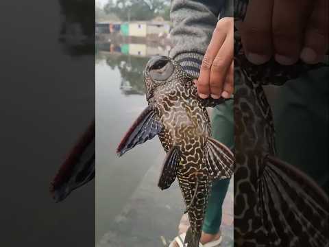 Why Fisherman Hate This Fish 😳 By Wild Adventures