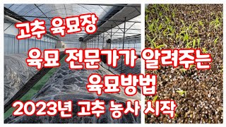고추 육묘 육묘장 전문가가 알려주는 육묘방법 고추씨 담그기   한국농약백화점 2023년 (고추재배방법)