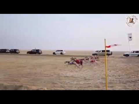 dog racing qatar