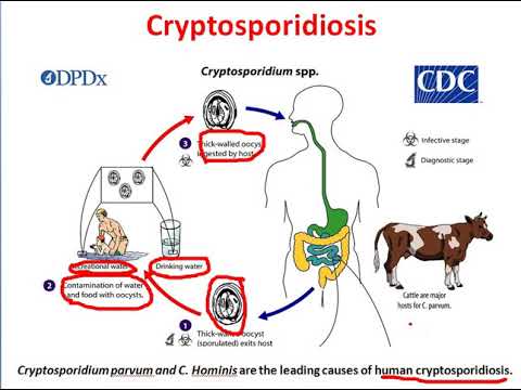 kezelés opisthosemiával giardiasis esetén