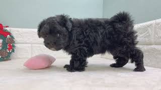 ハーフ犬の動画01