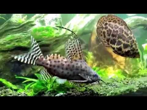 Watch Video on YouTube