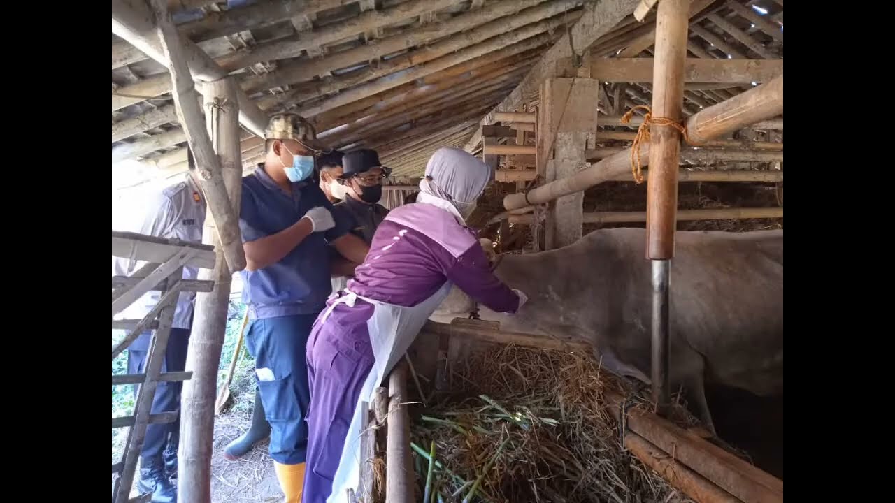 Kegiatan Deteksi vaksinasi PMK