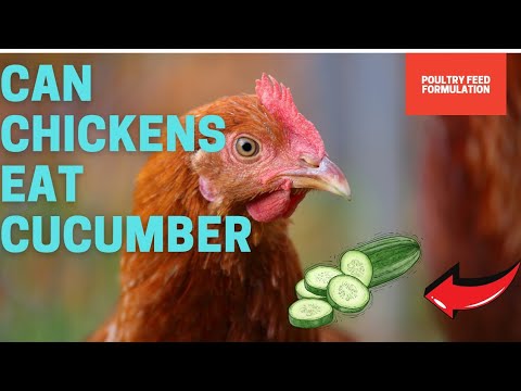 Can Chickens Eat Cucumbers
