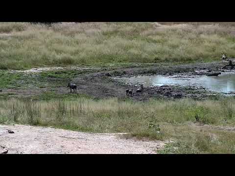 Djuma: Warthog family-two adults and two young  - 11:28 - 03/29/19