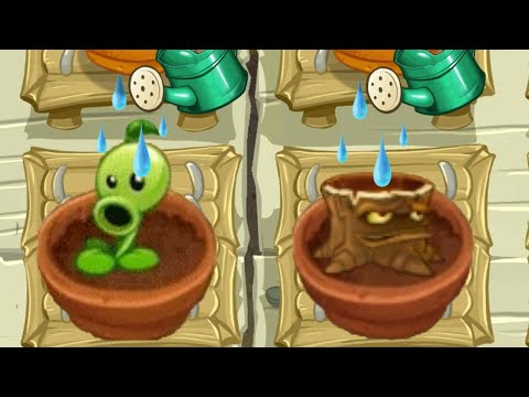 All Animation Fire Plants In Zen Garden - Plants Vs Zombies 2