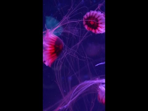 Florida opens first jellyfish museum in the U.S.
