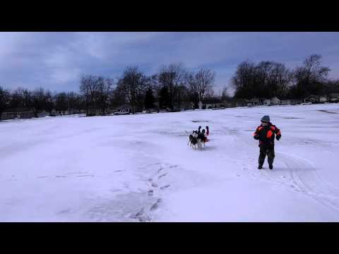 Bobby, Joe and the dogs