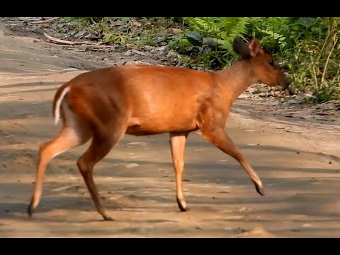 Barking Deer | Kaziranga National Park | Assam | Wildlife | Wild Animal | Mammal