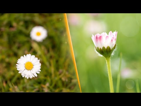 8 Tips for Flower Photography