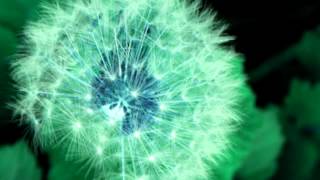 03 Oren Ambarchi - Trailing Moss In The Mystic Glow [Touch]