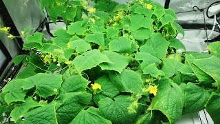 Hydroponic Cucumbers WHERE ARE THE FEMALES?