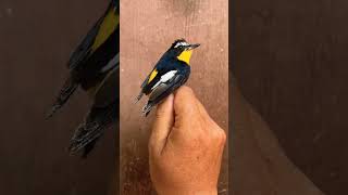 Download lagu Burung Sikatan Emas mp3 Download lagu Burung Sikatan Emas mp3