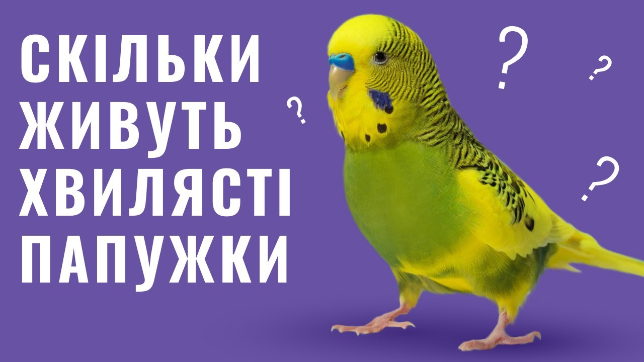 YouTube video preview