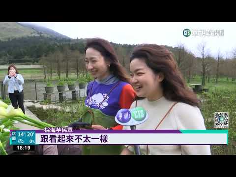 陽明山竹子湖海芋盛開期　純白宛如仙境