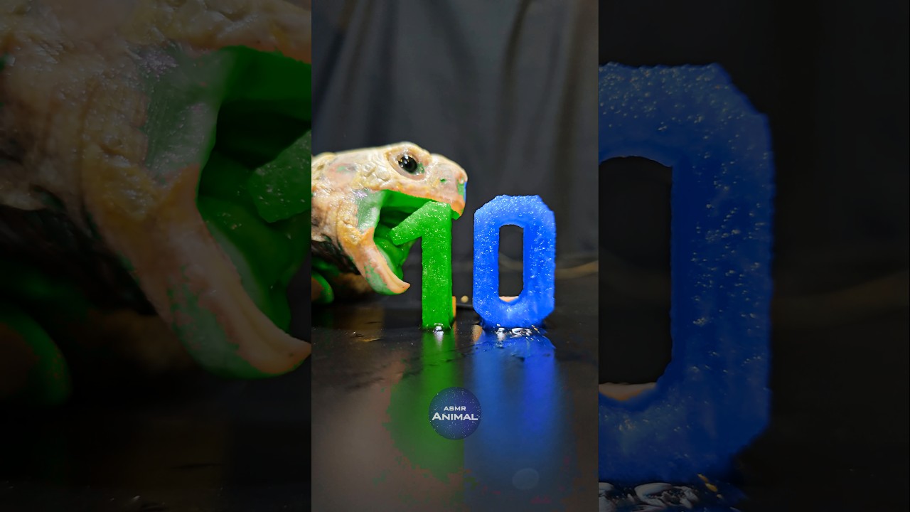 ASMR Mukbang Eating Blue & Green 10 💙💚 Turtle Tortoise