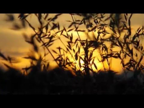 Nemes Levente - Mind/Egy