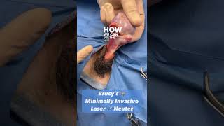 Download lagu Minimally Invasive Laser Neuter mp3