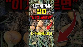 힘들게 키운 양파 '이것 모르면' 다 썩어서 못먹습니다 #양파농사 #shorts