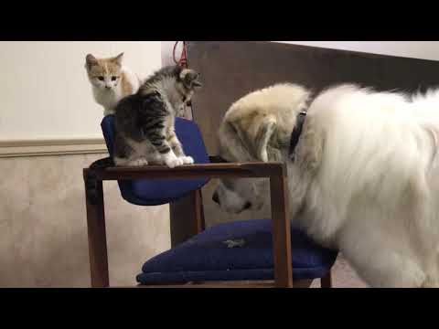 Dog Meets His New Roommates