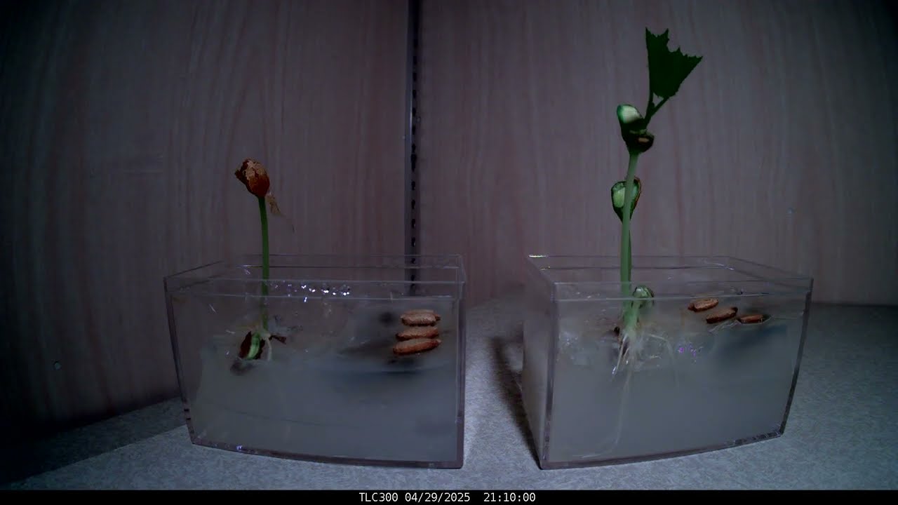 ゴーヤの発芽実験