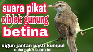 Download lagu suara pikat ciblek gunung betina asli suara alam mp3
