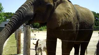 preview picture of video 'Elephants, Zebra, And Ostrich At Wild Things/Vision Quest Ranch In Salinas, California - May 6, 2012'