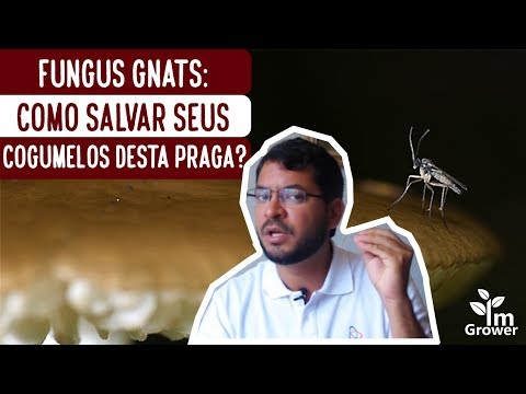 , title : 'Fungus Gnats: Como Salvar seus Cogumelos desta Praga? (2020)'