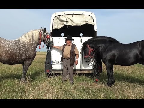 Targ de cai in cadrul expozitiei Tasnad, Satu Mare 9 Iunie 2018