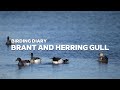 Birding Diary Brant And Herring Gull
