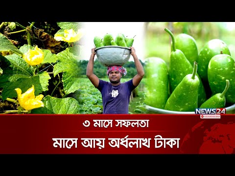 লাউ চাষে মাস্টার্স পাশ নাজমুলের ভাগ্যবদল | Gourd Cultivation | Nazmul | News24