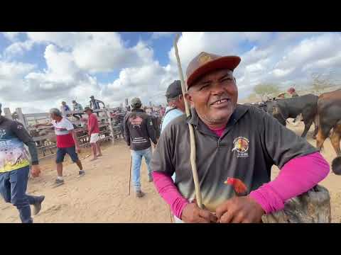Feira do Gado em Senador Rui Palmeira - 27 - 01 - 2026 #nordeste