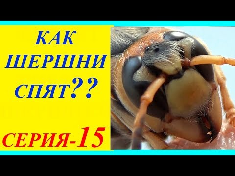 Как Шершни Спят? Ночные Страсти. СЕРИЯ-15. Привет из Гнезда Шершней Vespa crabro.