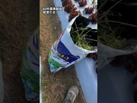 みじん切りレタス 植物