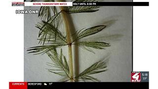 Invasive plant found again in West Lake Okoboji canal system