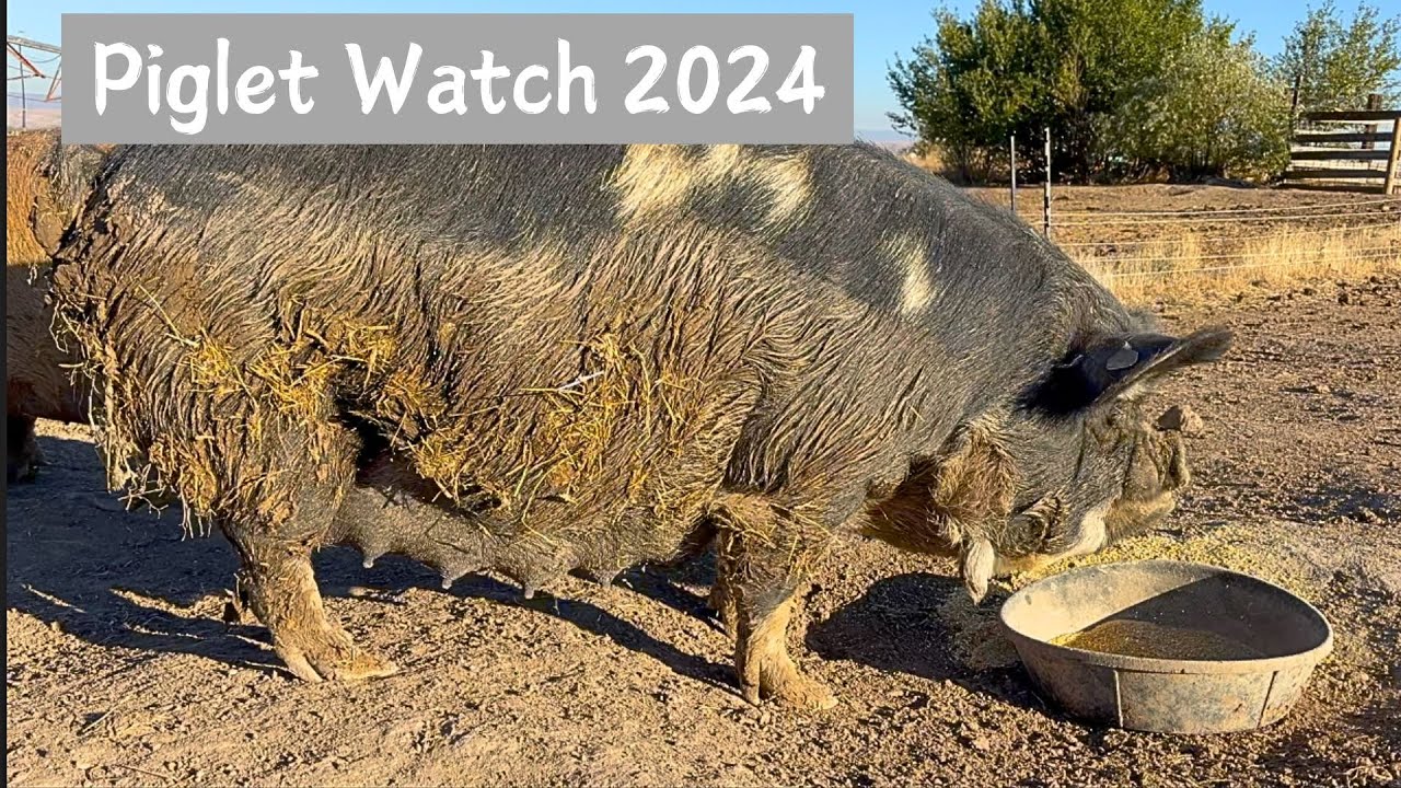 Piglet watch 2024