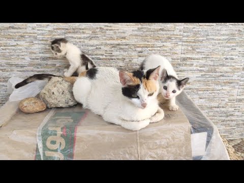 The Mother Cat With Her Kittens Sitting On Top Of Her House Os So Adorable.