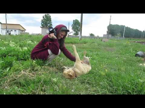 Mini-Leo 5/2016 Cosoba