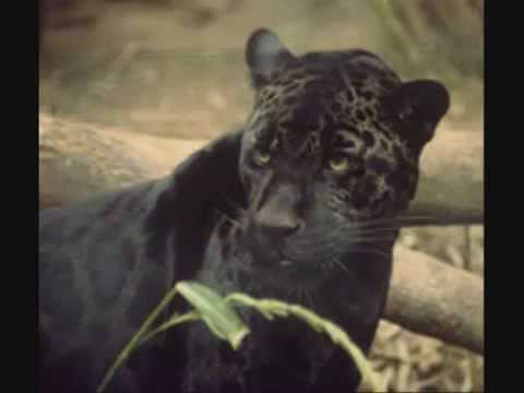 Shosholoza - Ladysmith Black Mambazo (Song lyrics in﻿ Info panel), South African Music