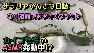 【サラリアかんさつ日誌】おかいこさんがやってきた!!命からの贈り物～②１週間でおおきくなったよ～