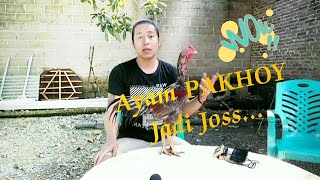 Download lagu Cara Merawat Ayam PAKHOY Menurut VENESA Farm mp3