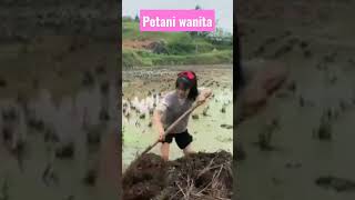 Download lagu petani wanita #shorts mp3
