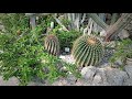 Фото Ялта. Кактусовая оранжерея Никитского ботанического сада