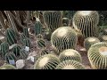 Фото Ялта. Кактусовая оранжерея Никитского ботанического сада