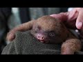 Usinajici mlade lenochoda (Tearon) - Známka: 1, váha: velká