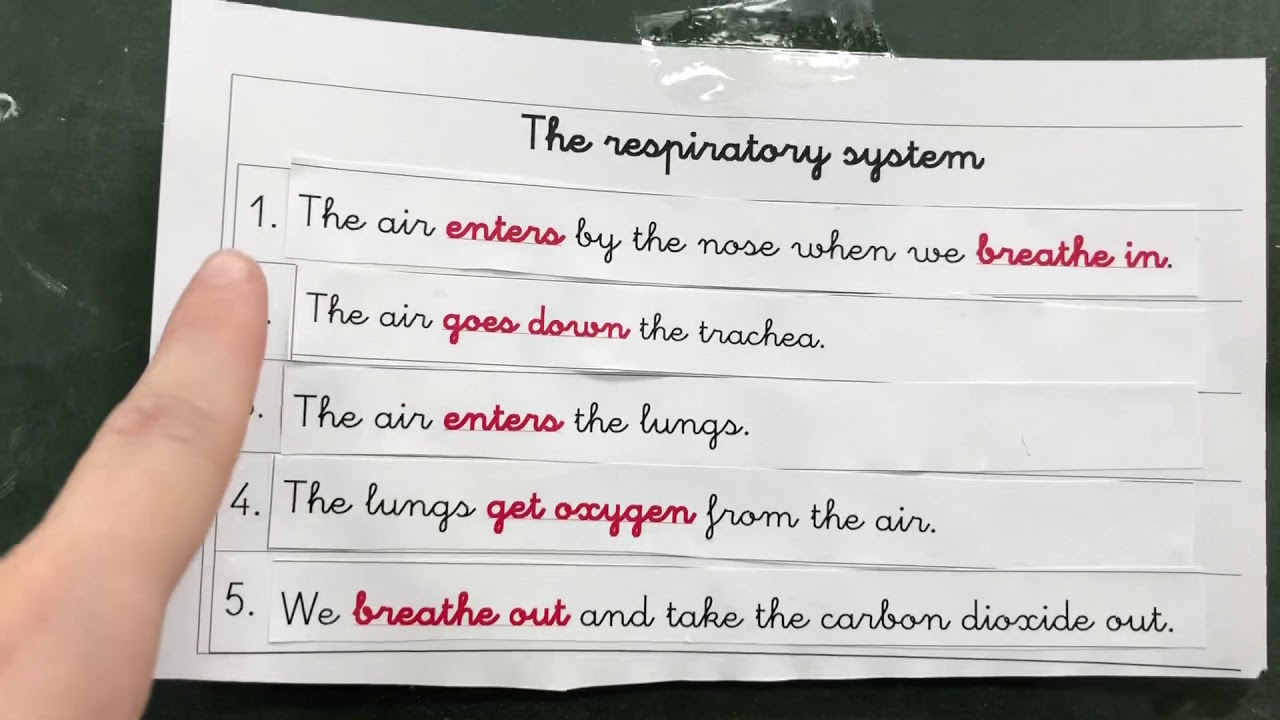Respiratory system worksheet