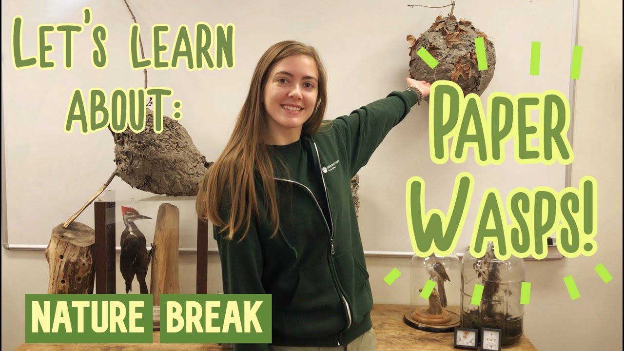 Nature Break - Paper Wasps