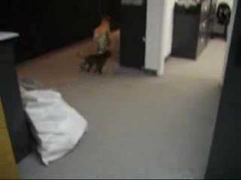 Who let the dogs out?