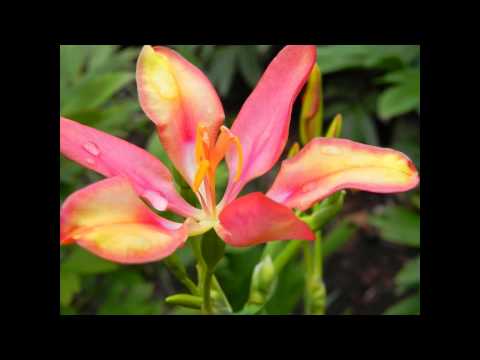 download lagu mp3 mp4 Iris Norrisii, download lagu Iris Norrisii gratis, unduh video klip Iris Norrisii