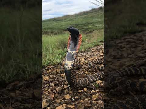 MAGNIFIQUE COBRA ROYAL